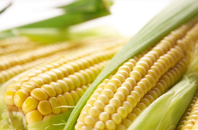 玉米的功效作用与营养价值 - 弘善佛教网